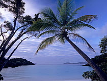 Palm tree at Trunk Bay, St John Island, Virgin Islands