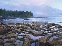 Tide pools exposed at low tide, Botanical Beach, Juan de Fuca Provincial Park, Vancouver Island, British Columbia, Canada