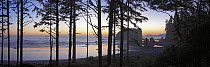 Panorama of the Pacific Ocean and Abbey Island seen through silhouetted trees at sunset, Ruby Beach, Olympic National Park, Washington