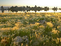 Squirreltail Barley (Hordeum jubatum) and Tufa Towers silhouetted at dawn, Mono Lake, California