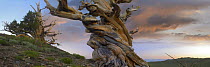 Foxtail Pine (Pinus balfouriana) tree, twisted trunk of an ancient tree, Sierra Nevada, California
