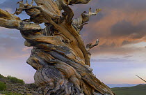 Foxtail Pine (Pinus balfouriana) tree, twisted trunk of an ancient tree, Sierra Nevada, California