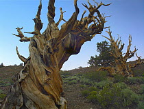 Foxtail Pine (Pinus balfouriana) tree, ancient trees, Schulman Grove, White Mountains, California