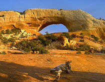 Wilson arch with a span of 91 feet and height of 46 feet, off of highway 191, made of entrada sandstone, Utah