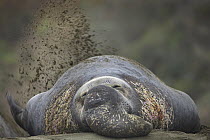 Northern Elephant Seal (Mirounga angustirostris) male flicking sand onto his back to keep cool, Ano Nuevo, California