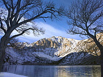 Laurel Mountain and Convict Lake framed by barren trees in winter, eastern Sierra Nevada, California