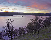 New Melones Lake surrounded by Oak woodlands, man-made reservoir managed by Central Valley Project, Calaveras County, California