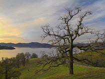 Oak tree at Gloryhole Recreation Area, New Melones Lake, man-made reservoir managed by Central Valley Project, Calaveras County, California
