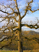 Oak tree at Gloryhole Recreation Area, New Melones Lake, man-made reservoir managed by Central Valley Project, Calaveras County, California