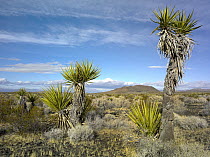 Joshua Tree (Yucca brevifolia), cinder cones, and other desert vegetation, Mojave National Preserve, California