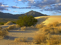 Providence Mountains with desert vegetation, Kelso Dunes, Mojave National Preserve, California