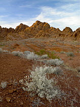 Red sandstone formations and desert vegetation, Valley of Fire State Park, Nevada