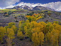 Fall colors at Chair Mountain, Colorado
