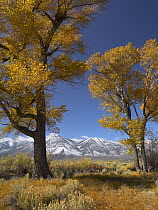 Cottonwood (Populus sp) with the Carson Range in the background, Nevada