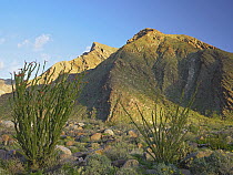 Ocotillo (Fouquieria splendens) and other desert vegetation Anza-Borrego Desert State Park, California