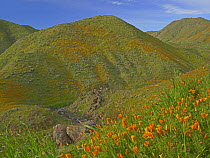 Temescal Canyon and poppies, California
