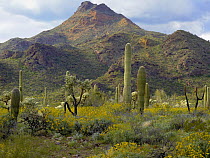 Saguaro (Carnegiea gigantea) and Teddybear Cholla (Cylindropuntia bigelovii) amid flowering Lupine and California Brittlebush (Encelia californica), Arizona