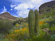 Saguaro (Carnegiea gigantea) amid flowering Lupine, California Brittlebush (Encelia californica) and Desert Golden Poppies (Eschscholtzia glyptosperma), Organ Pipe Cactus National Monument, Arizona