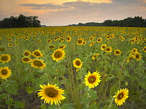 Field of sunflowers, Flint Hills National Wildlife Refuge, Kansas