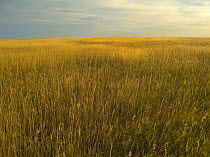 Upper prairie in Badlands National Park, South Dakota