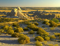 Coyote Bush (Baccharis pilularis) and eroded features bordering grasslands, Badlands National Park, South Dakota