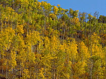Quaking Aspen (Populus tremuloides) forest in autumn colors on Battle Mountain, Colorado