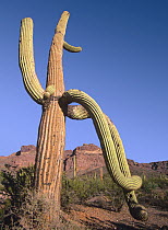 Saguaro (Carnegiea gigantea) and Ajo Mountains, Organ Pipe Cactus National Monument, Arizona
