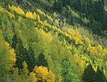 Quaking Aspen (Populus tremuloides) grove in fall colors, Gunnison National Forest, Colorado