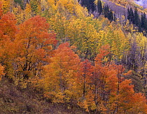 Quaking Aspen (Populus tremuloides) grove in fall colors, Washington Gulch, Gunnison National Forest, Colorado