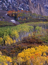 Quaking Aspen (Populus tremuloides) grove in fall colors, Marcellina Mountain, Colorado