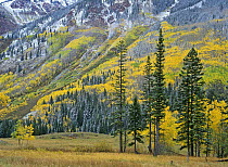 Quaking Aspen (Populus tremuloides) grove in fall colors, Maroon Bells, Snowmass Wilderness, Colorado