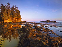 Tidepools exposed at low tide, Botanical Beach, Juan de Fuca Provincial Park, Vancouver Island, British Columbia, Canada