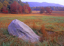 Boulder and autumn colored deciduous forest, Cades Cove, Great Smoky Mountains National Park, Tennessee