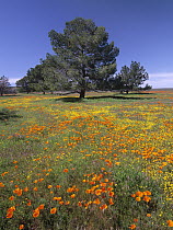 California Poppy (Eschscholzia californica) and Eriophyllum field with Pine (Pinus sp) trees, Antelope Valley, California