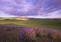 Large-leaved Lupine (Lupinus polyphyllus) in bloom overlooking grassland, Carrizo Plain National Monument, California