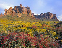 Chuparosa (Justicia californica) and Brittlebush (Encelia sp), Superstition Mountains, Arizona