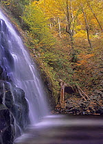 Crabtree Falls cascading into stream in autumn forest, Blue Ridge Parkway, North Carolina