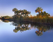 Royal Palm (Roystonea regia) trees and reeds along waterway, Fakahatchee State Preserve, Florida
