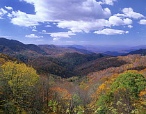 Deciduous forest in the autumn from Thunderstruck Ridge Overlook, Blue Ridge Parkway, North Carolina