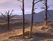 Trees killed by shifting sands, Great Sand Dunes National Park and Preserve, Colorado