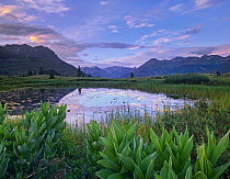 False Hellebore (Veratrum sp) surrounded pond with Grand Turk and Kendall Mountains in background, Molas Pass, Colorado