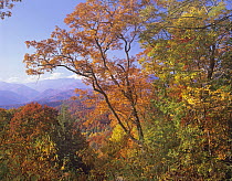 Great Smoky Mountains from, Blue Ridge Parkway, North Carolina