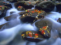Autumn leaves on wet boulders in stream, Great Smoky Mountains National Park, North Carolina