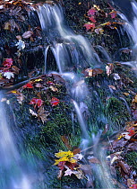 Autumn leaves amid cascading waterfall, Great Smoky Mountains National Park, North Carolina