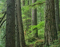Western Red Cedar (Thuja plicata) old growth forest, Grove of the Patriarchs, Mount Rainier National Park, Washington