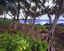 Hala (Pandanus tectorius) trees along Hana Coast, Maui, Hawaii