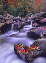 Autumn leaves on wet boulders Little Pigeon River Cascade, Tennessee