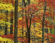 Maple (Acer sp) trees in autumn, Great Smoky Mountains National Park, Tennessee