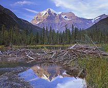 Beaver dam and pond surrounded by boreal forest with Mount Robson in background Mount Robson Provincial Park, British Columbia, Canada