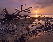 Sunset and driftwood along Nassau Sound, Big Talbot Island State Park, Florida